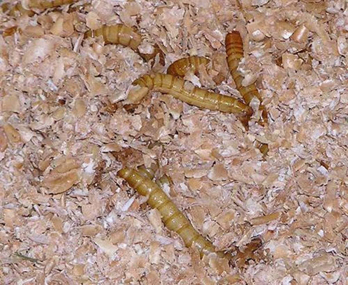 Mealworms in plastic container