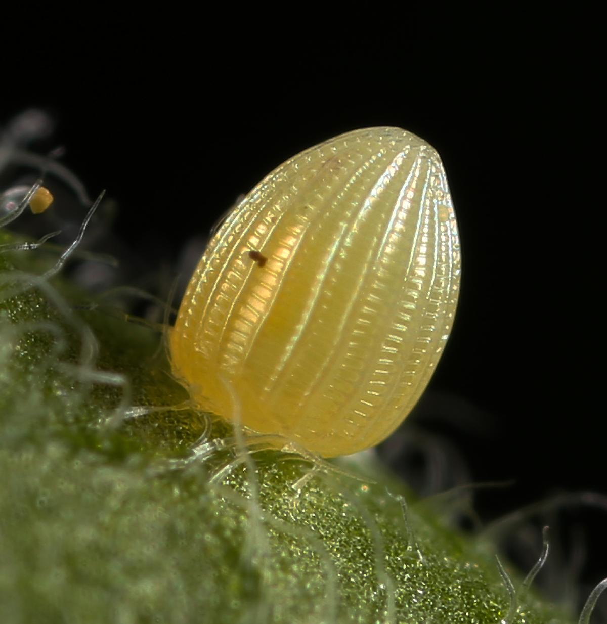Monarch butterfly egg