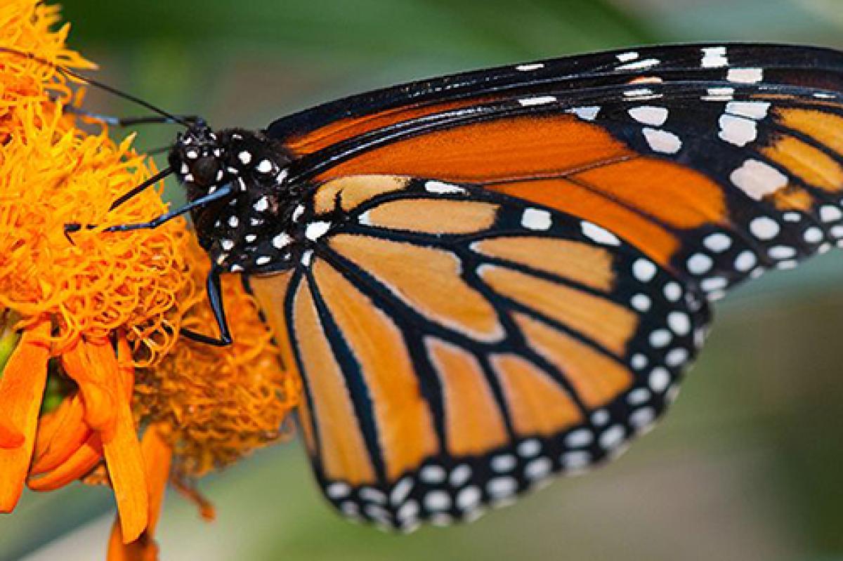 Mariposa Monarcha Danaus plexippus - Wikimedia