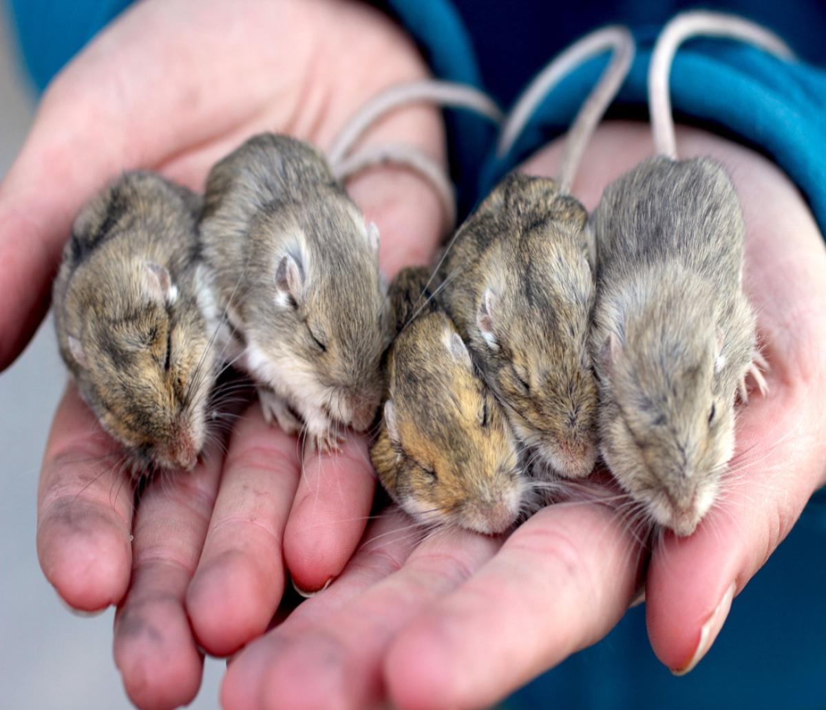 Sleeping mice held in someone's hands.