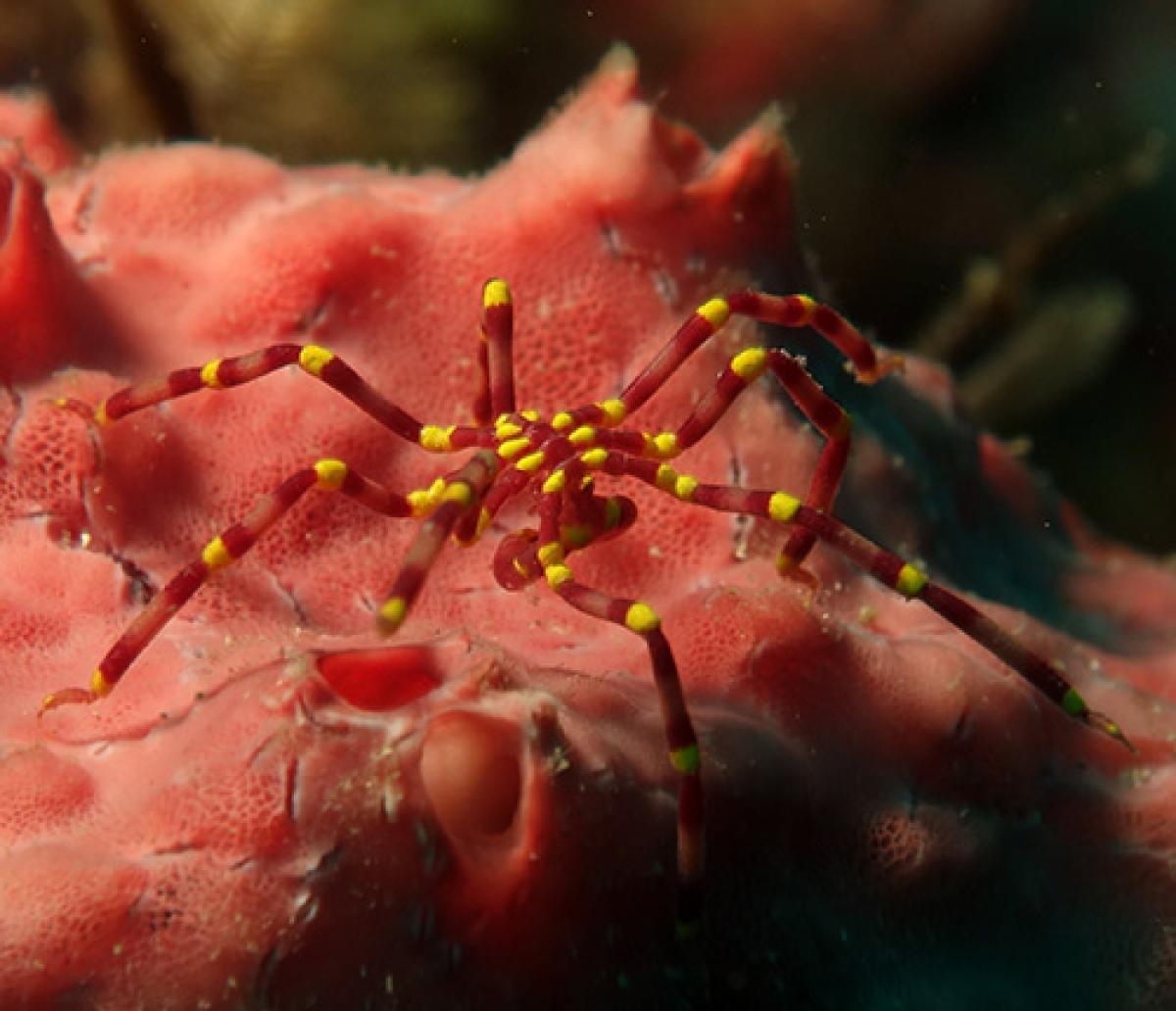 A diferencia de otras arañas de mar, o picnogónidos, que se alimentan de material muerto como la nieve marina que cae al fondo del océano, esta araña marina de rodillas amarillas se alimenta de otras criaturas marinas.