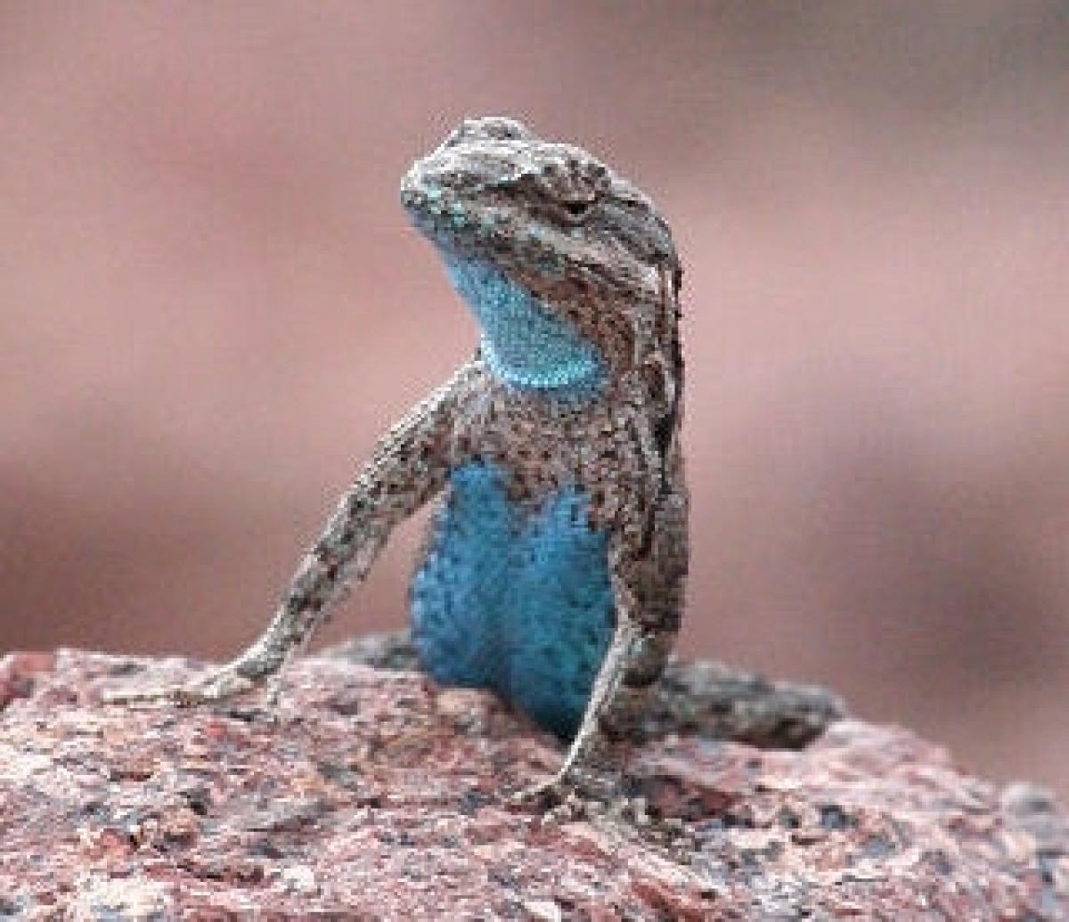 lagarto arbol ornamentado