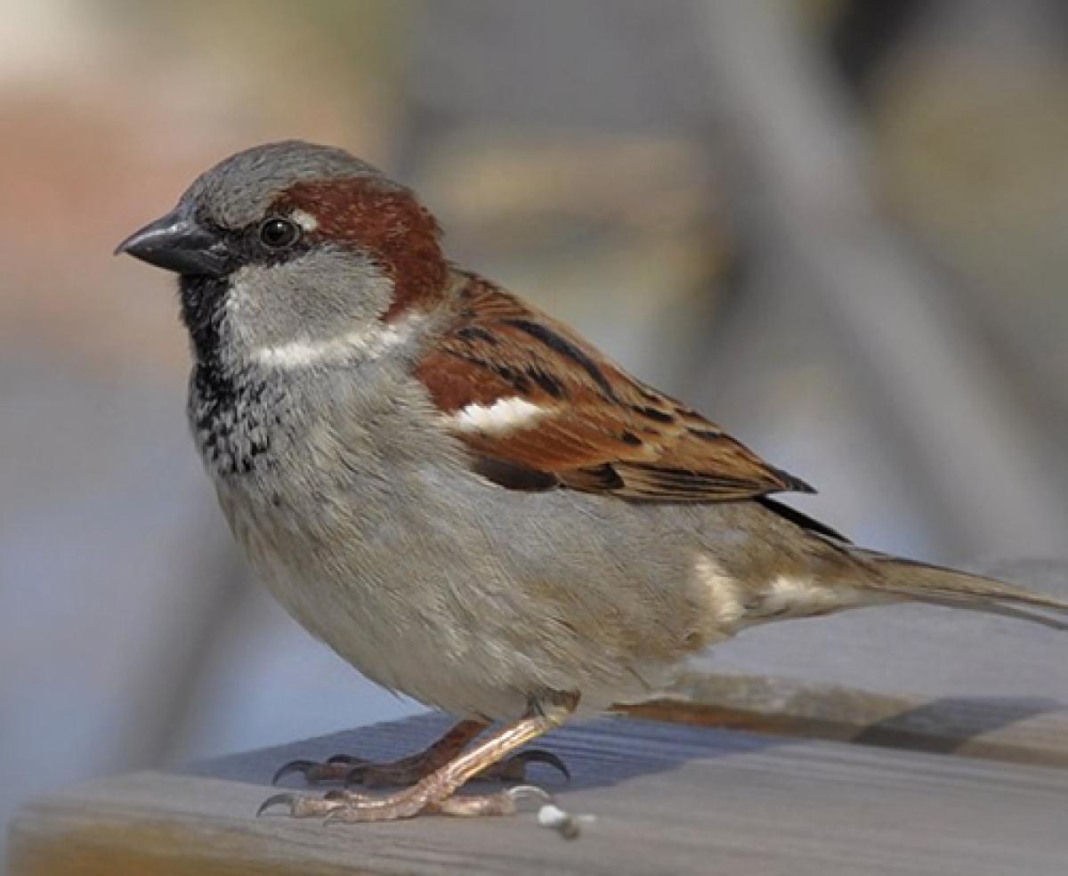 House sparrow