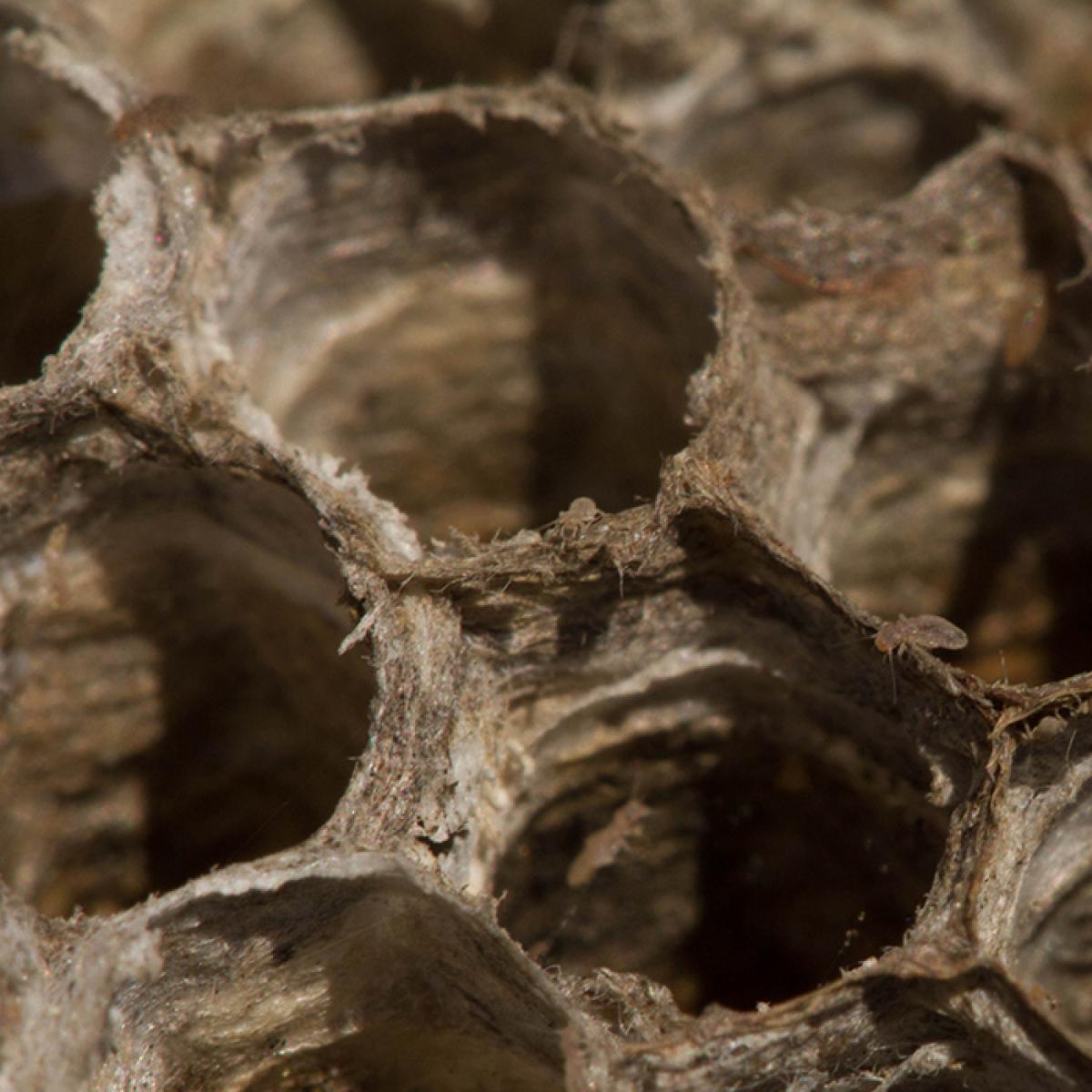 Psocopteran Invaders on an old paper wasp nest