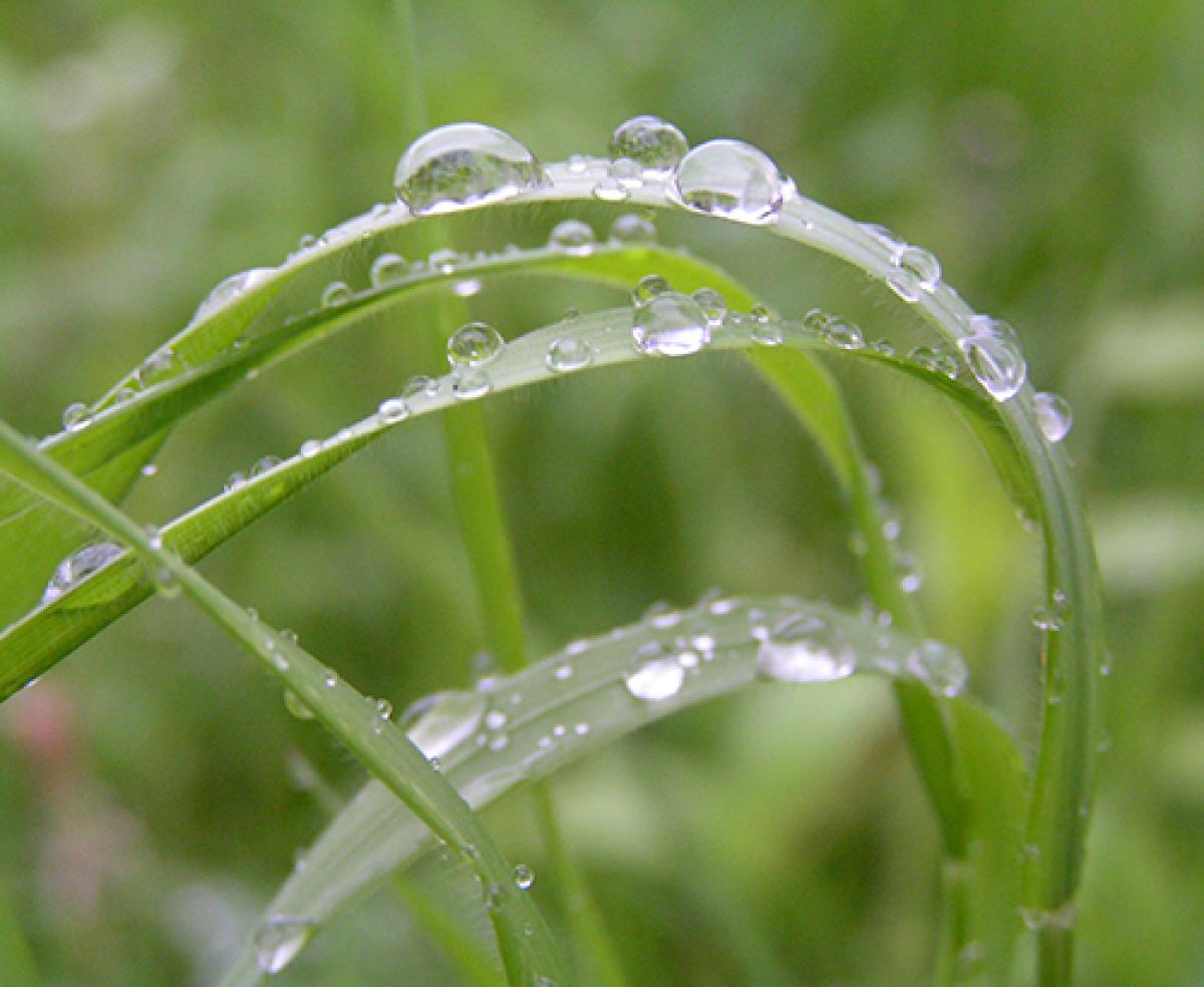 De todos los biomas, la selva tropical reciba la mayor cantidad de agua y de luz solar –dos ingredientes importantes para la vida.