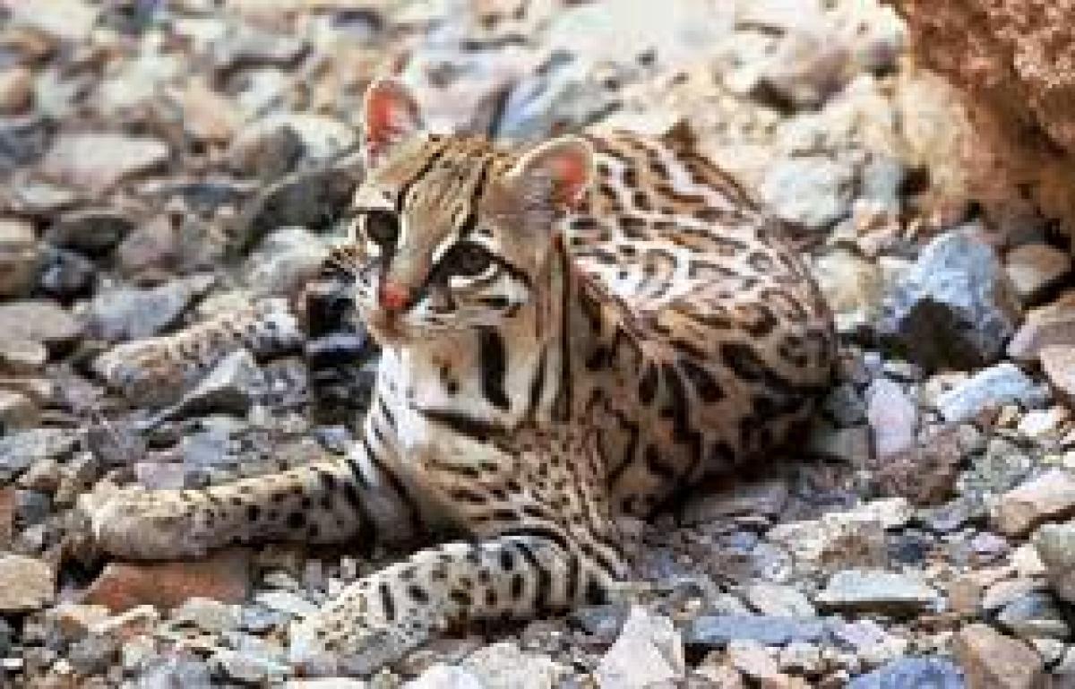 ocelot
