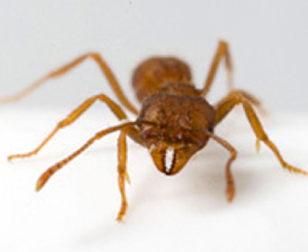 Leafcutter ant
