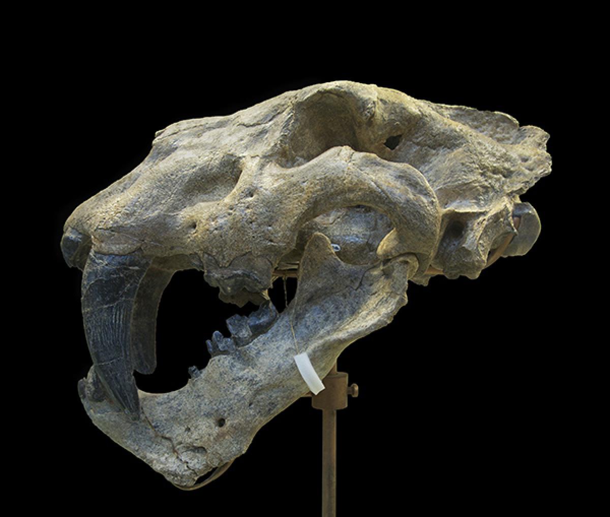 Skull of a saber-toothed cat.