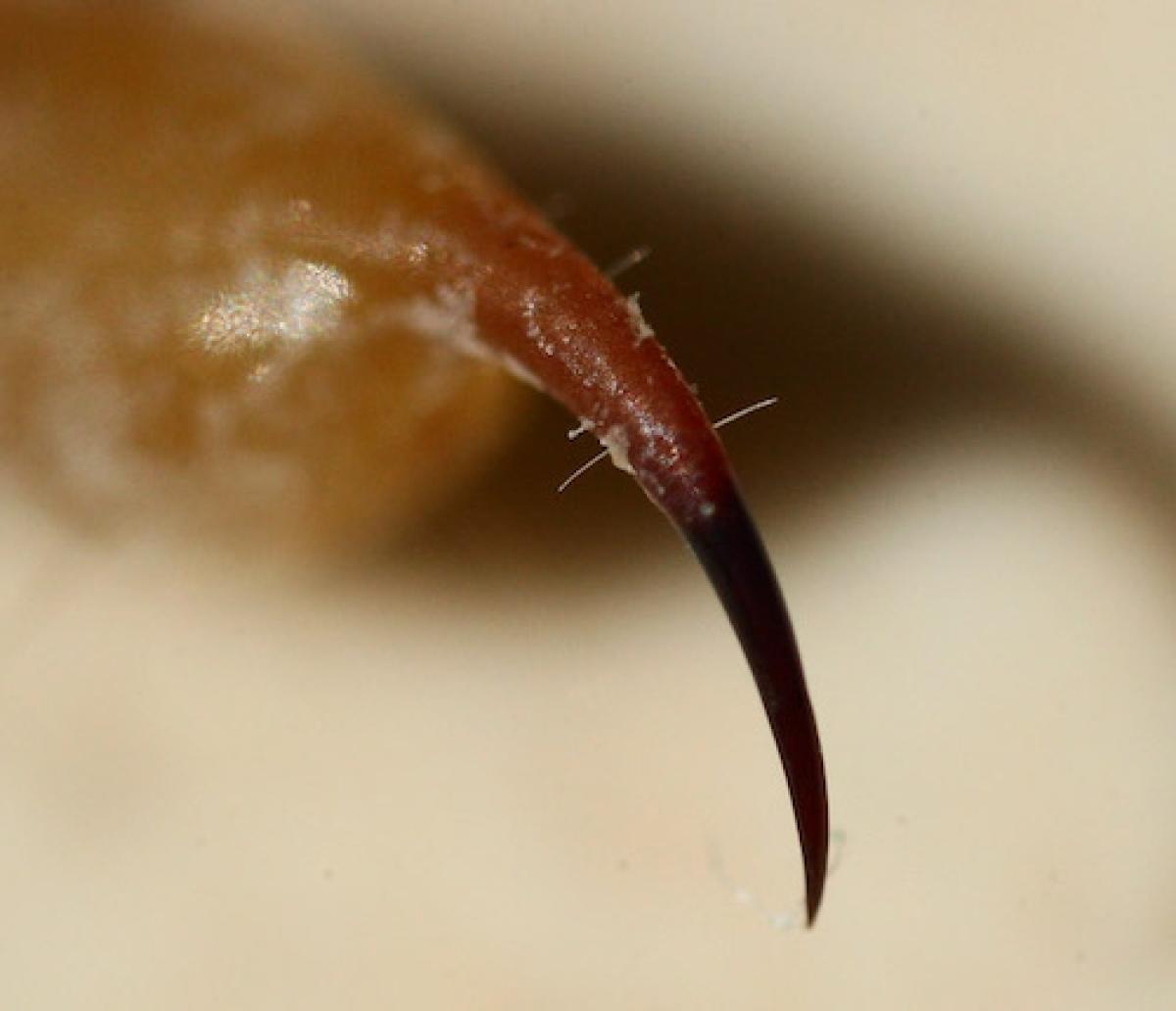 scorpion-barb.jpg