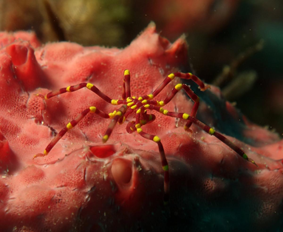 Sea Spider