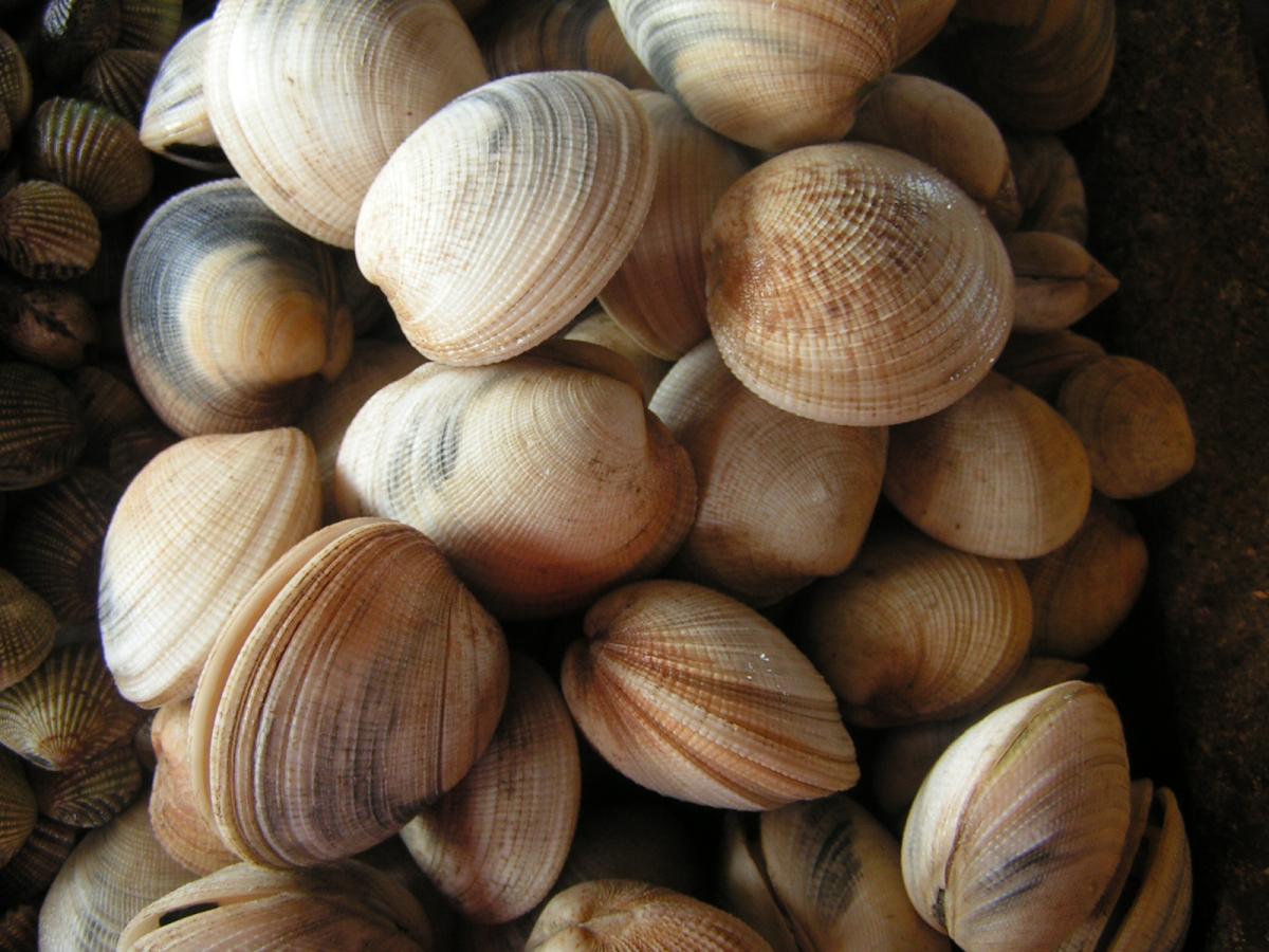 clam
