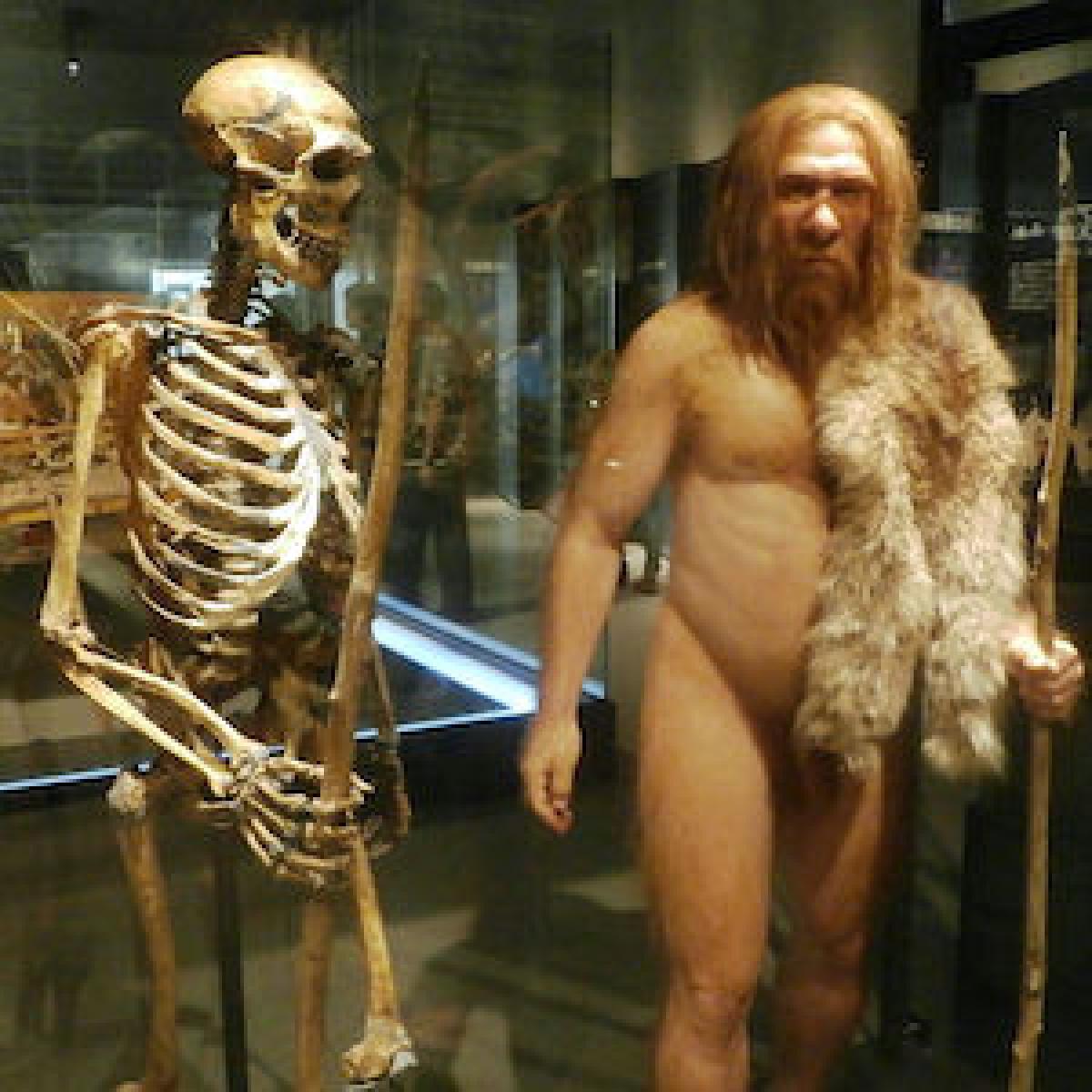 Neanderthal model
