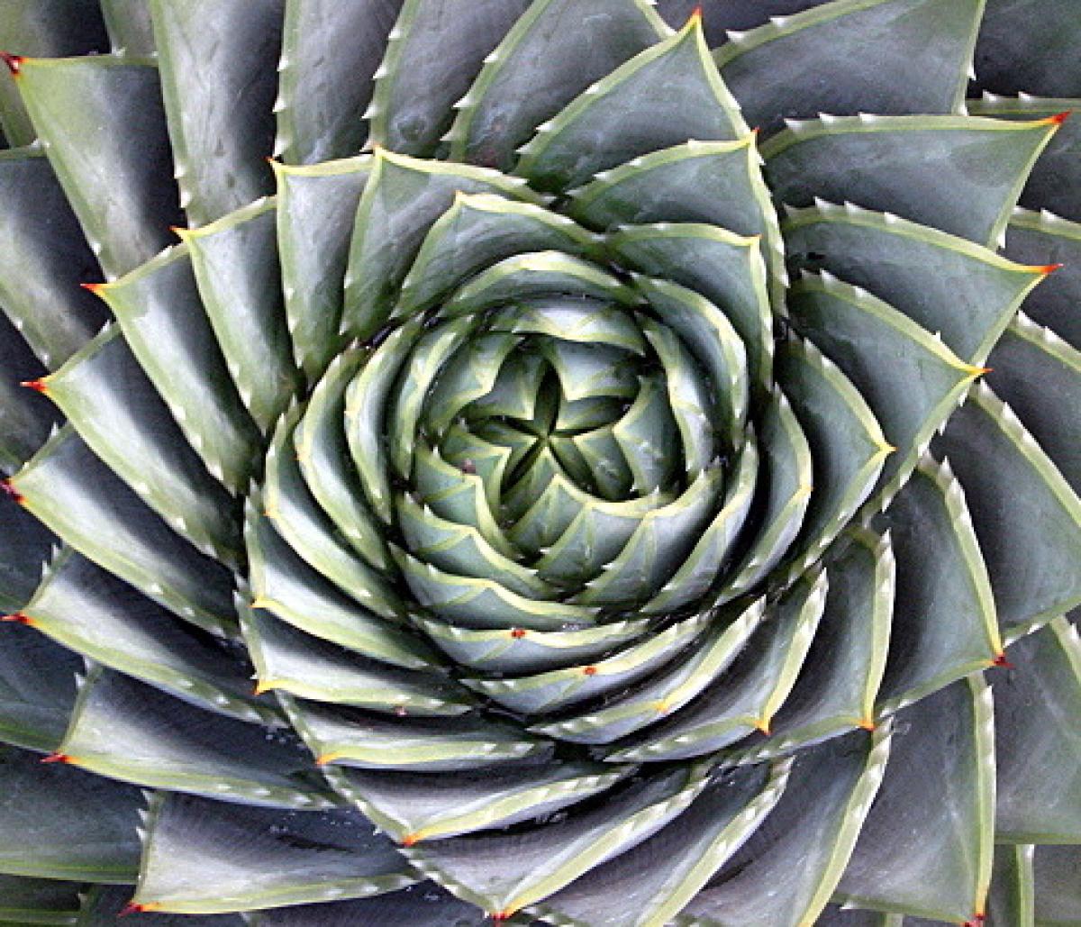Spiral aloe succulent