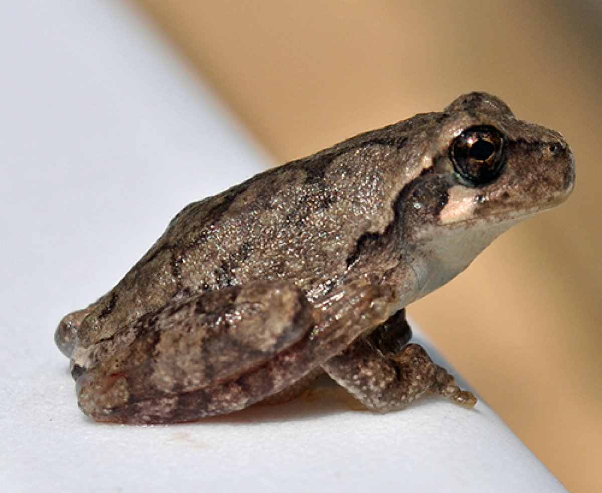Spring peeper frog