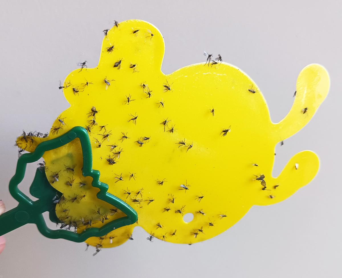 A sticky trap covered with fungus gnats