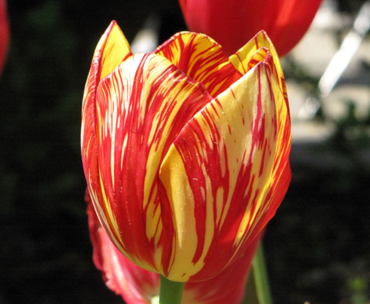 Tulipán con colores variados