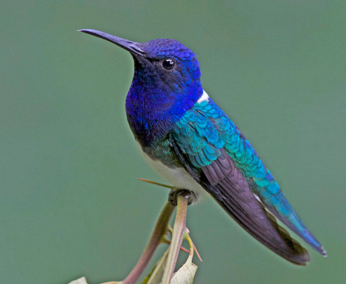 white-necked jacobin hummingbird