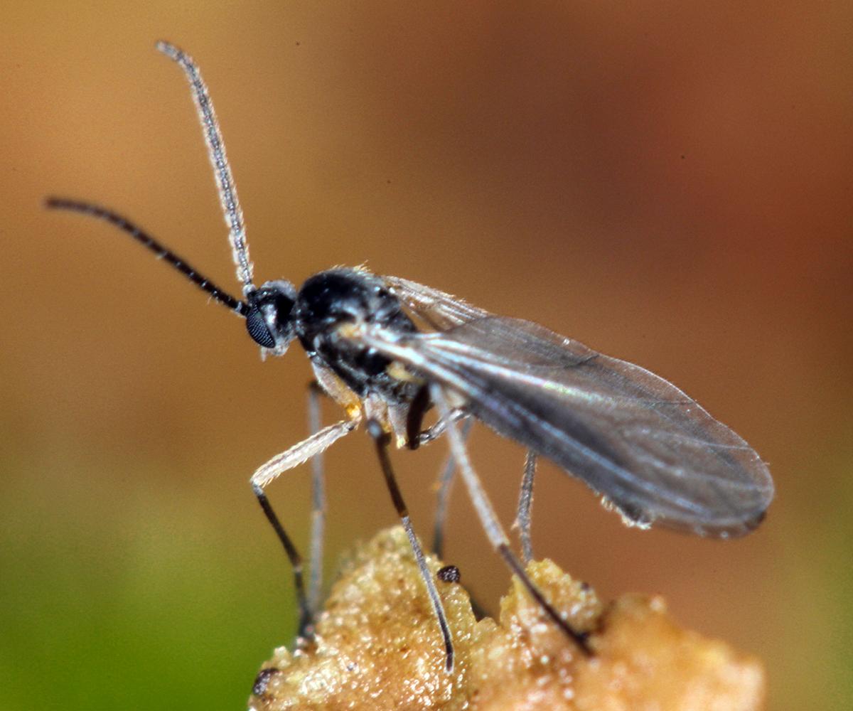A fungus gnat