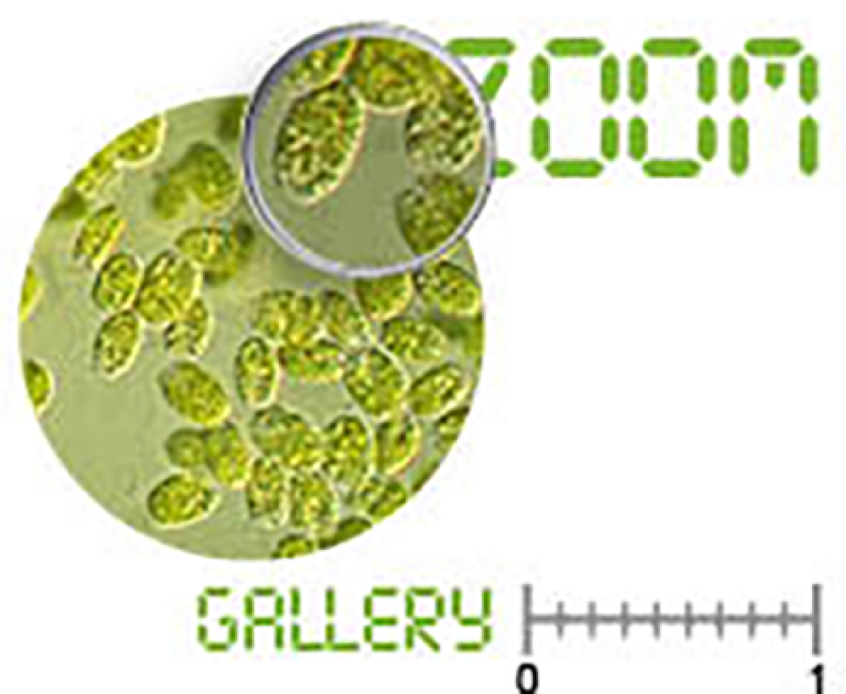plankton