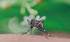 A female mosquito getting a blood meal